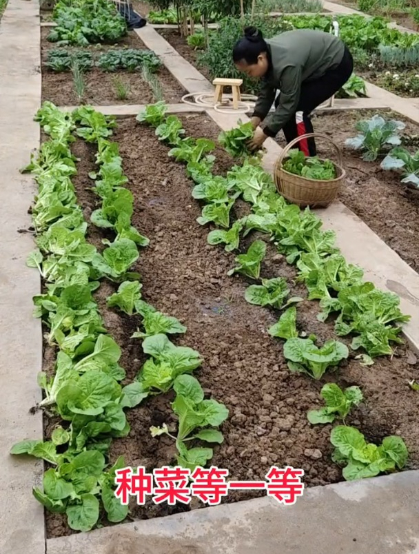 24节气蔬菜种植口诀,种不种菜,早晚用得上!