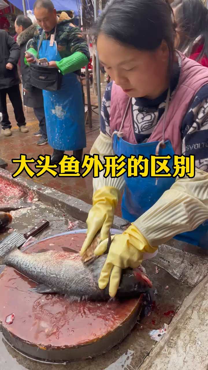 大头鱼和白鲢鱼有什么区别吗