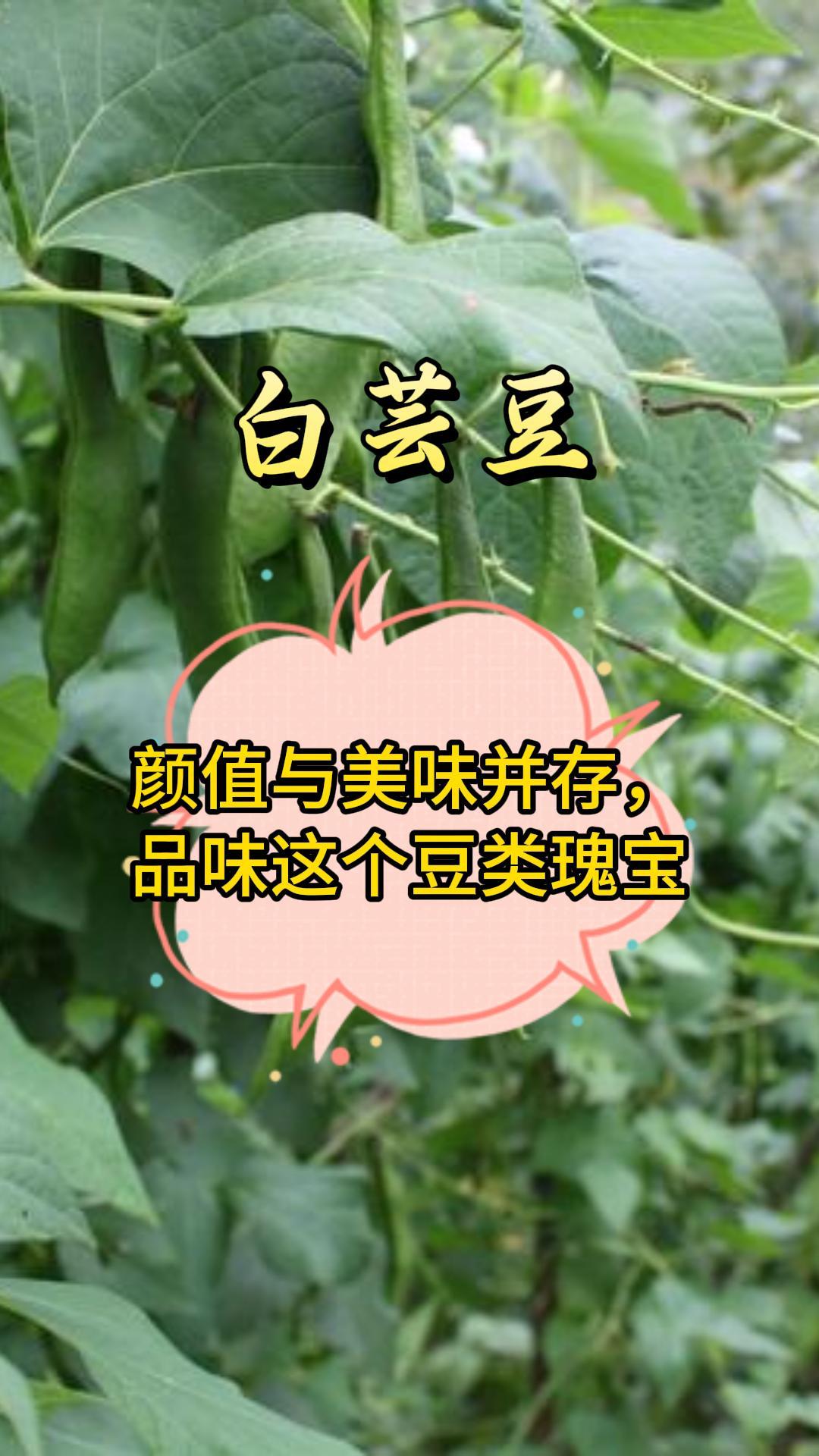 白芸豆:颜值与美味并存,品味这个豆类瑰宝!