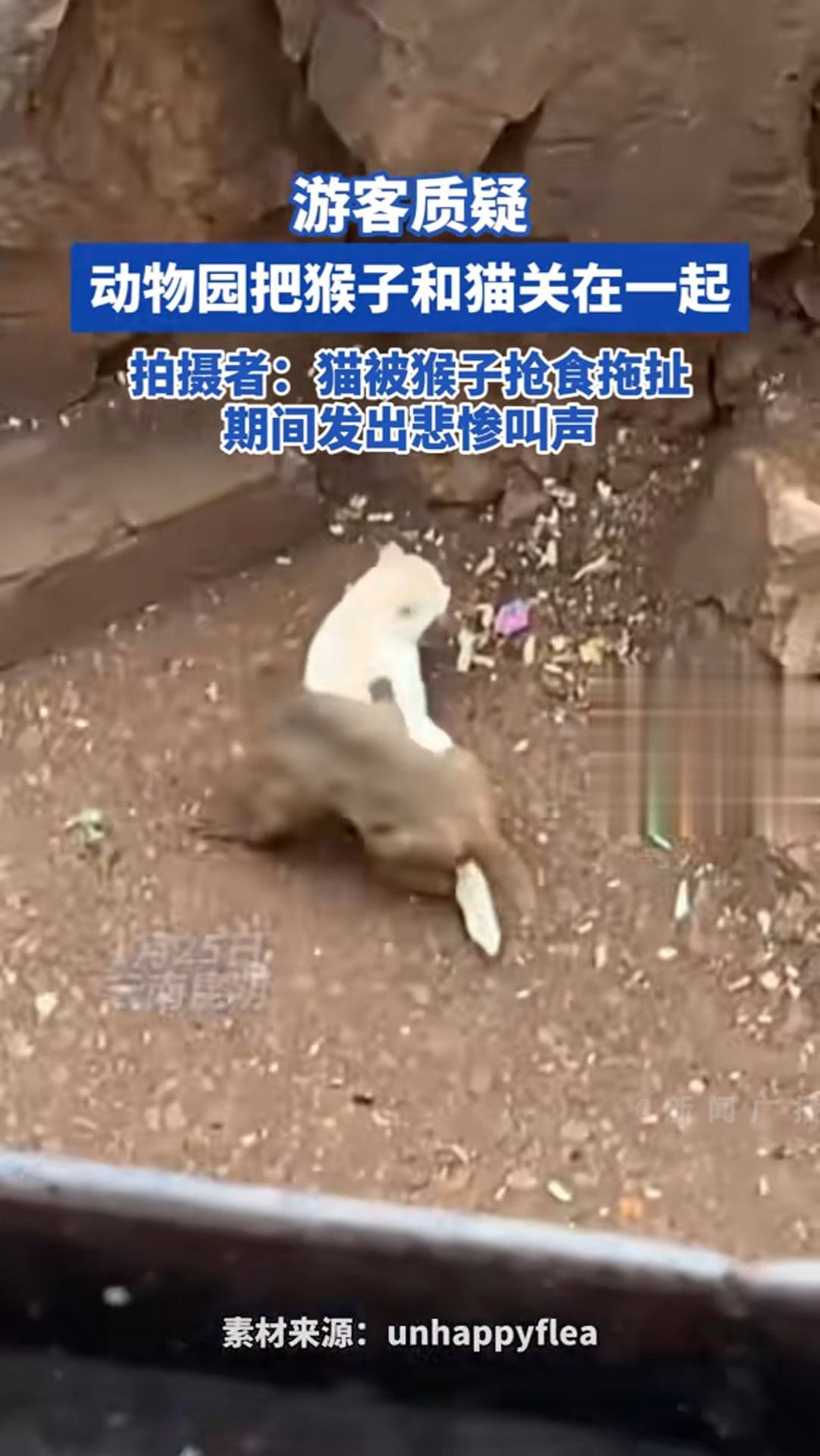 游客质疑昆明动物园把猴子和猫关在一起