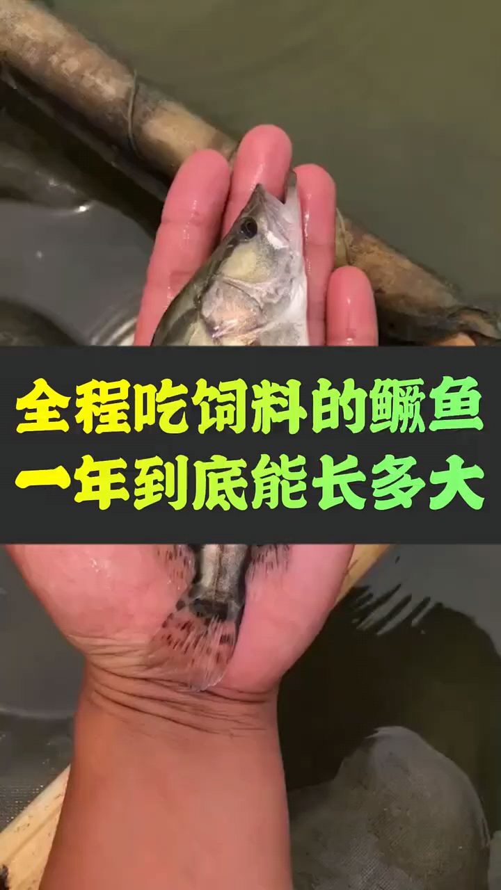 全程吃饲料的鳜鱼,能长多大