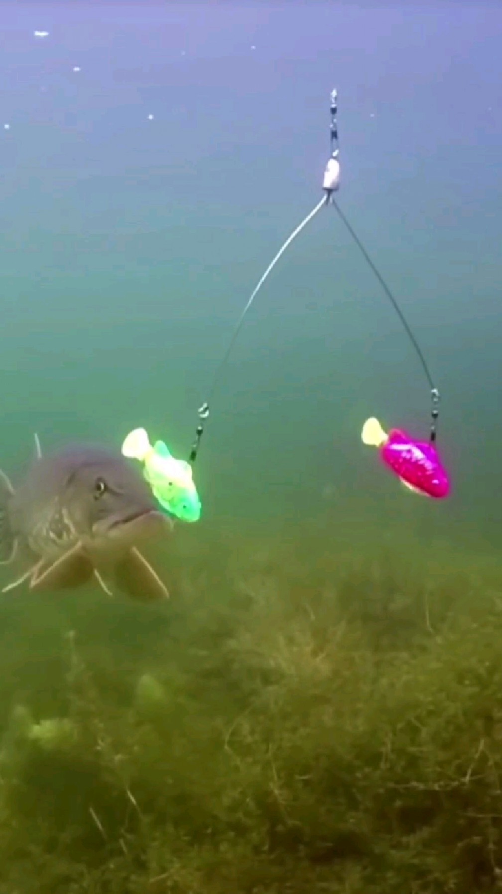 这鱼天秤座的吧?鱼也有原则困难症?看完选择困难症都犯