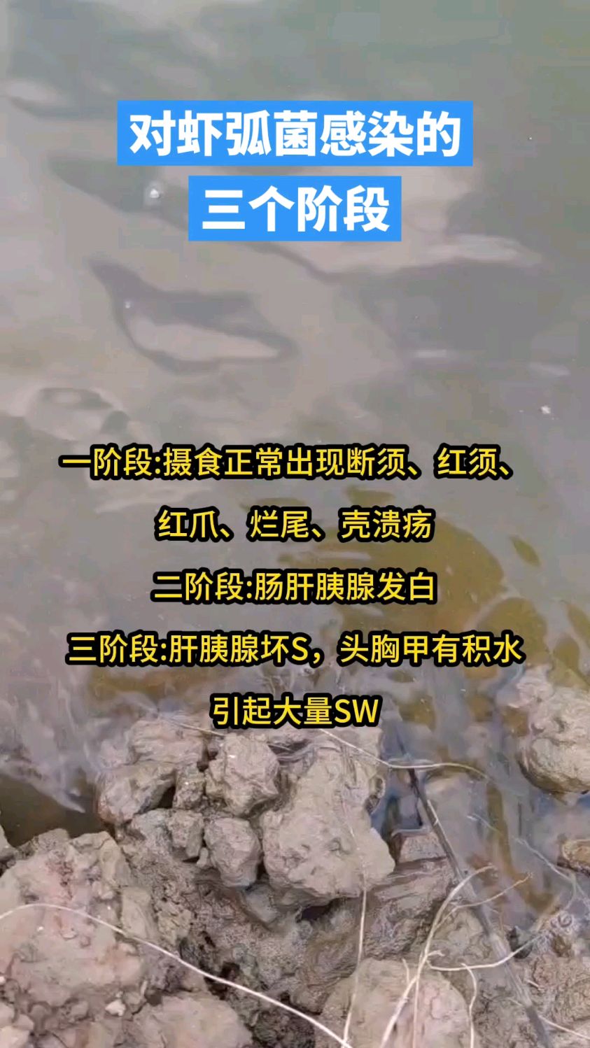 @A虾虾 对虾弧菌感染的三个阶段 #南美白对虾 #对虾养殖 #虾姐水产养殖