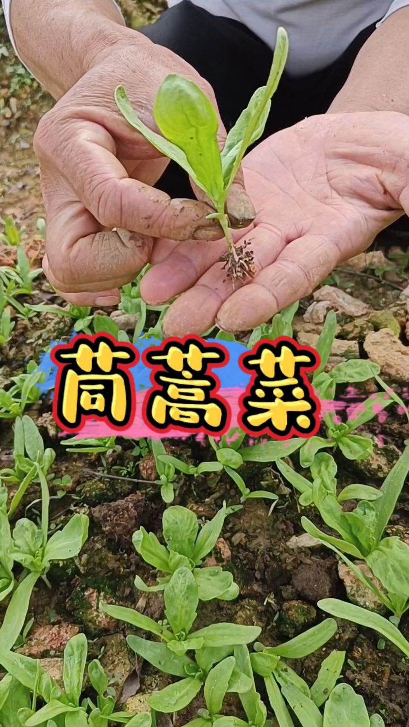 什么菜不生虫,那就是茼蒿菜,喜欢的赶紧种上一些吧。 #我爱种菜 #绿色无公害蔬菜