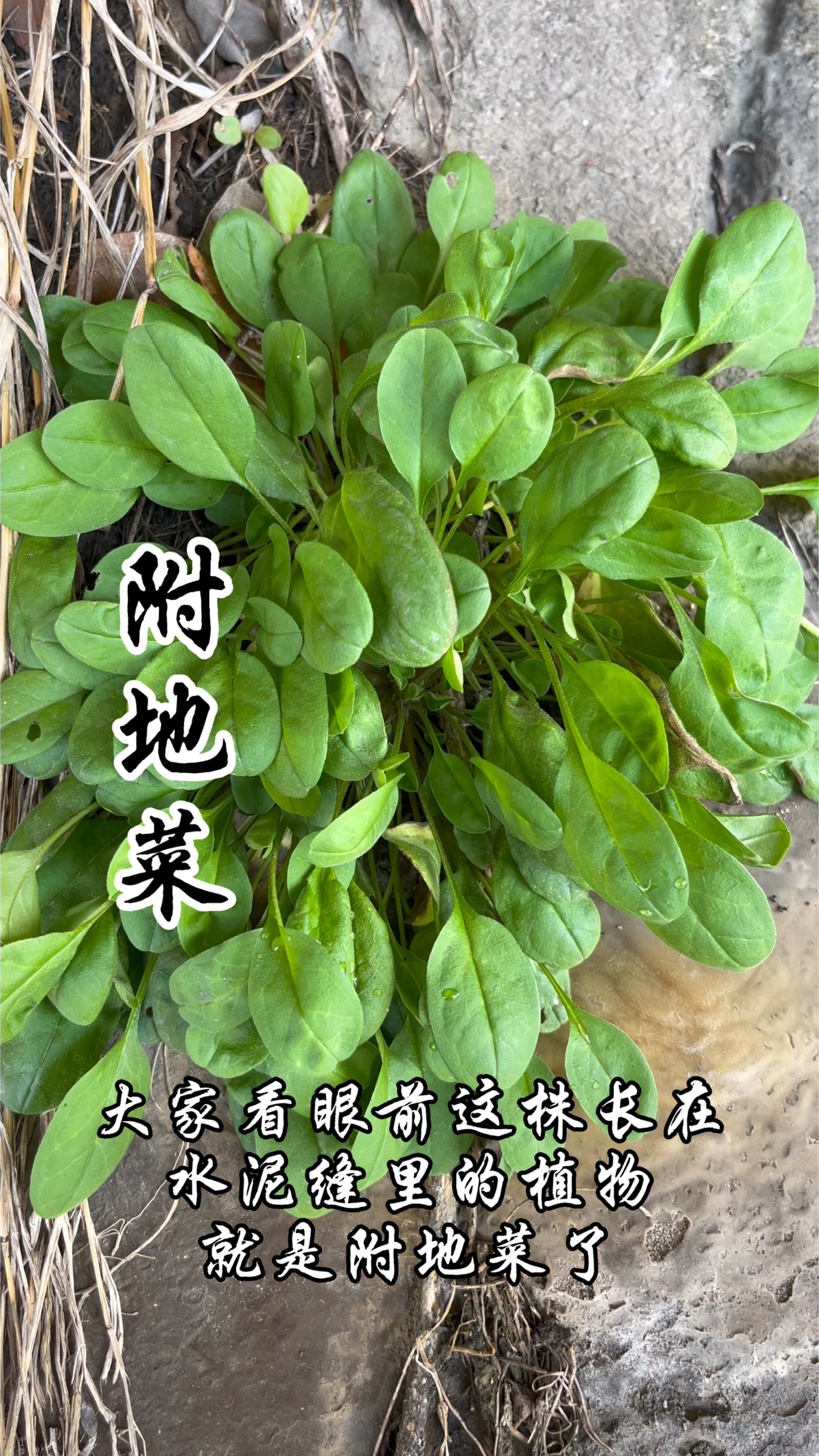 附地菜,黄瓜味,你吃过吗?