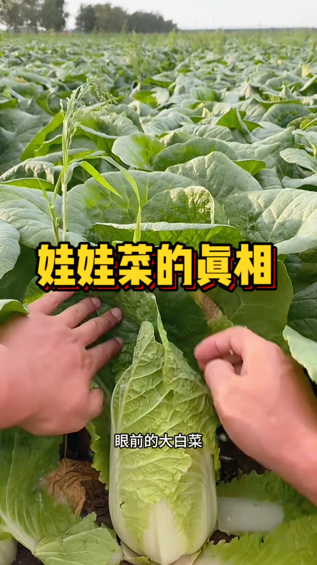 娃娃菜的真相,太浪费了