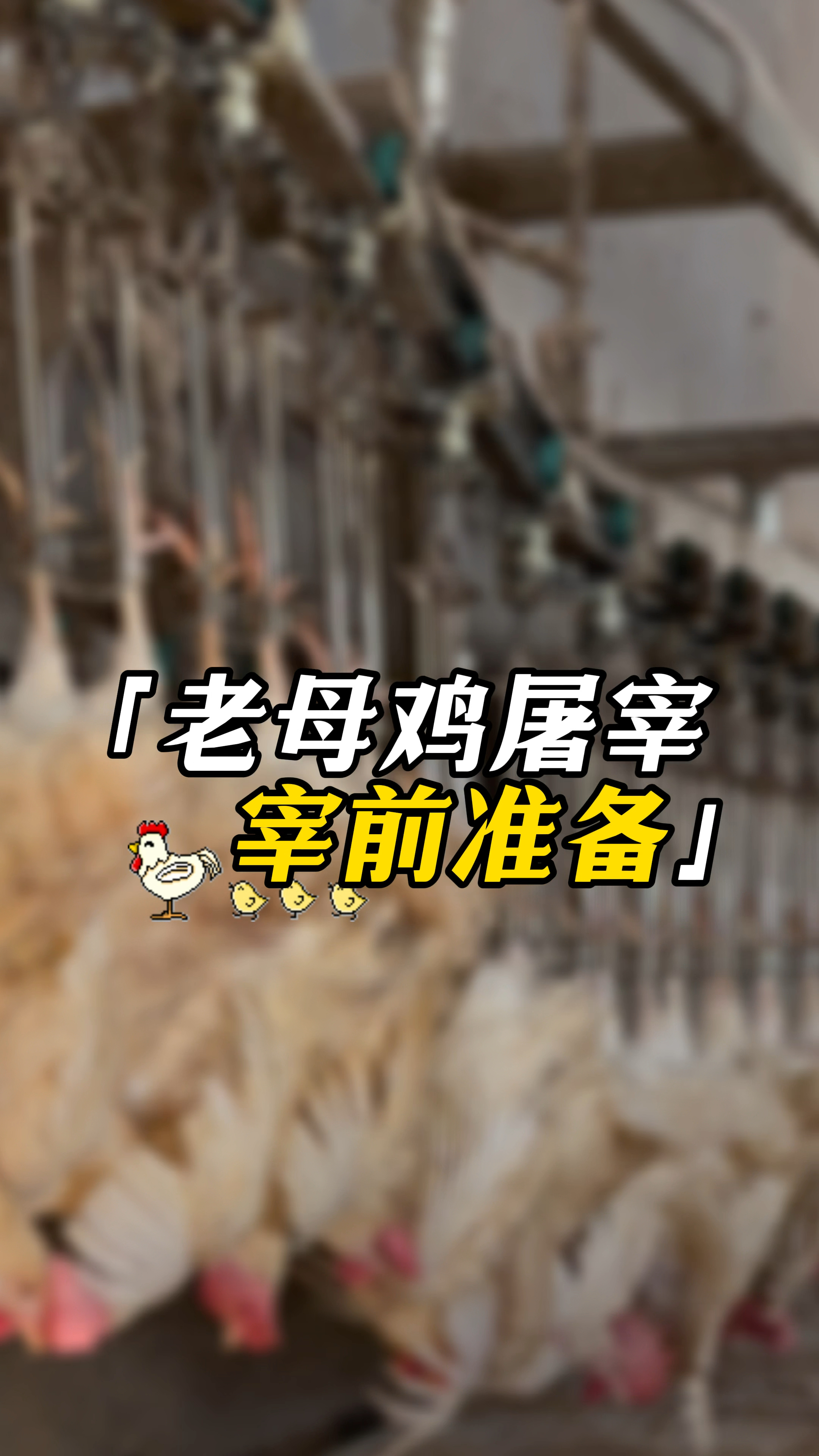 鸿源老母鸡屠宰工艺流程——宰前准备