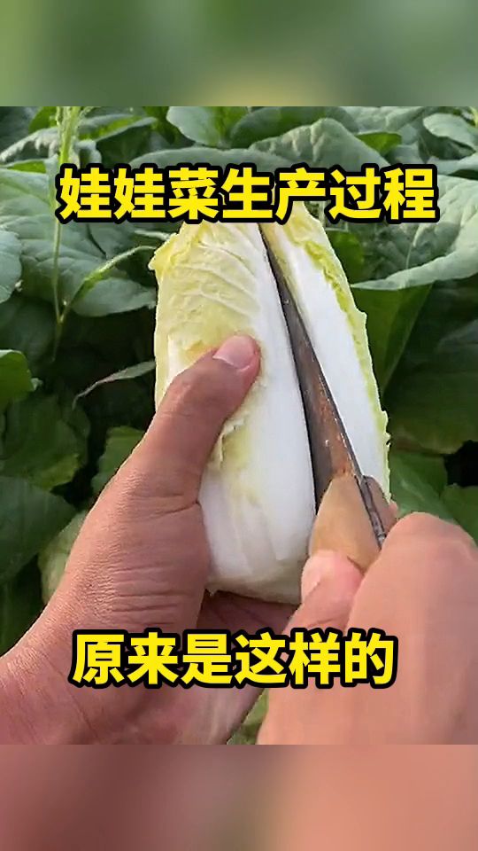 娃娃菜生产过程,原来是这样的!