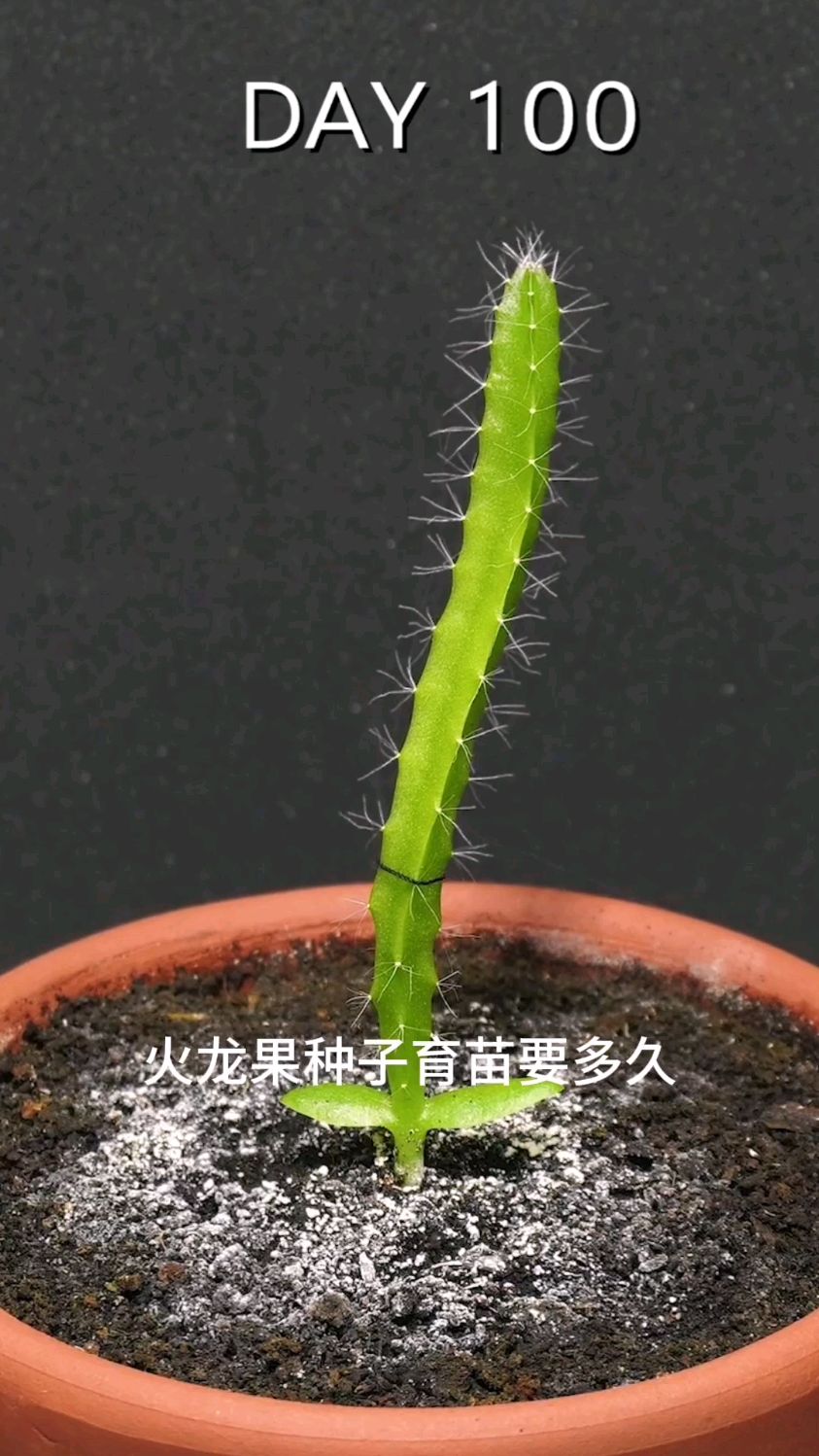 火龙果种子育苗要多久