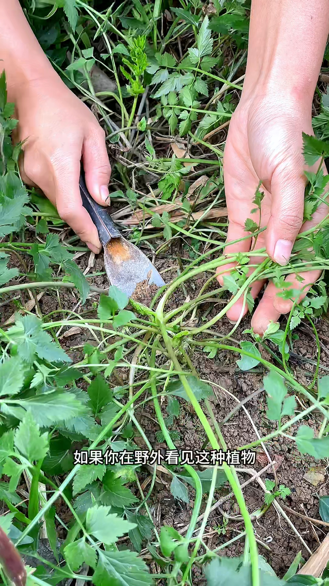 水芹又名野芹菜、水芹菜,村民喜欢采挖它