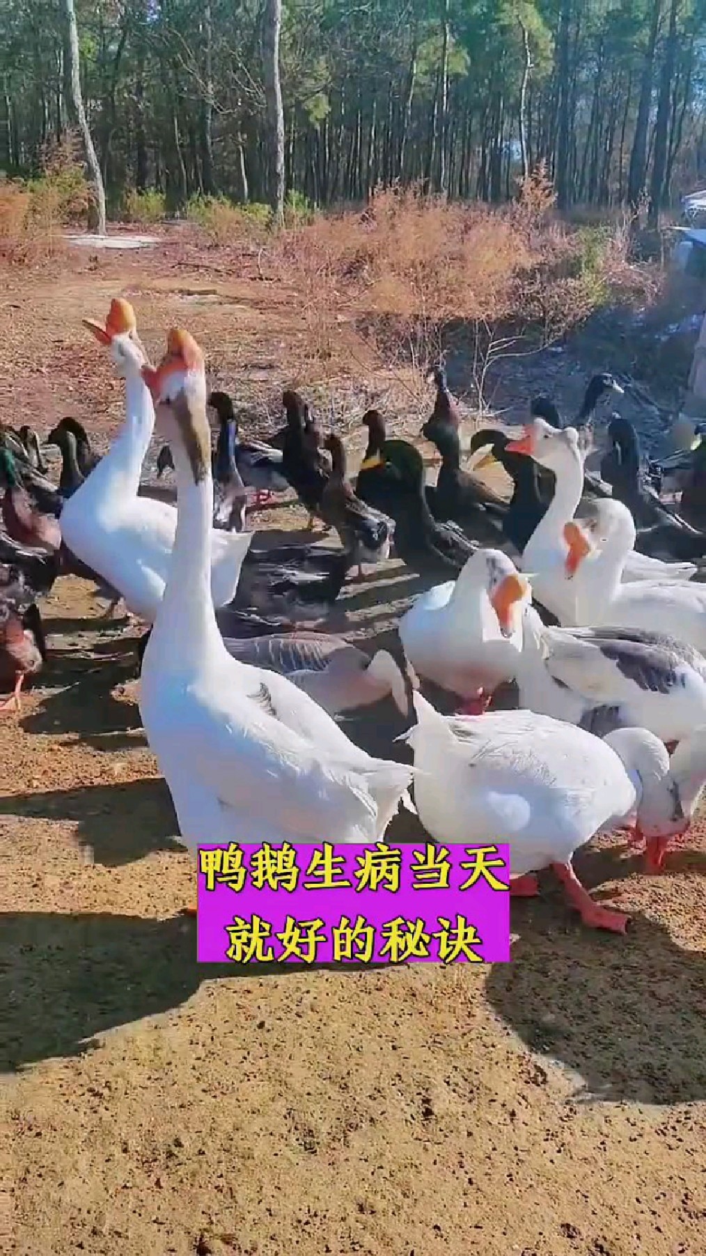 鸡鸭鱼肉生病就用它