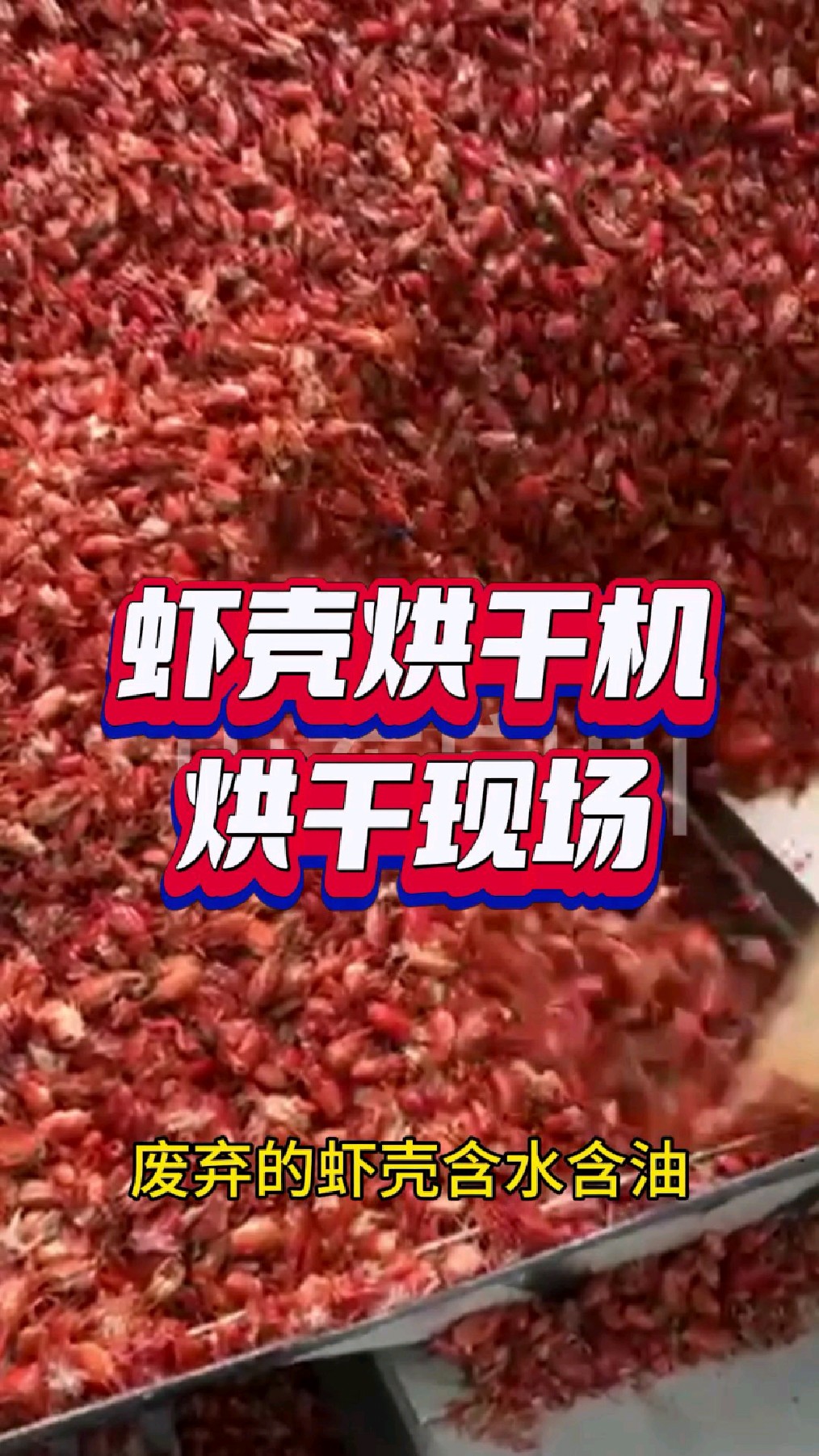 龙虾壳烘干机,应该怎么选?