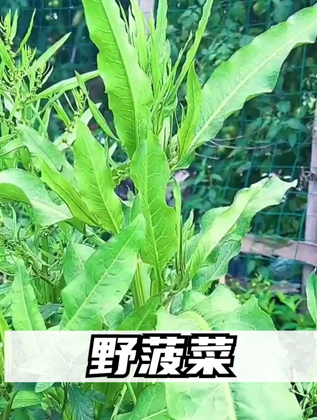 植物科普:野菠菜,农村娃把它当零食吃,殊不知根才是最珍贵的
