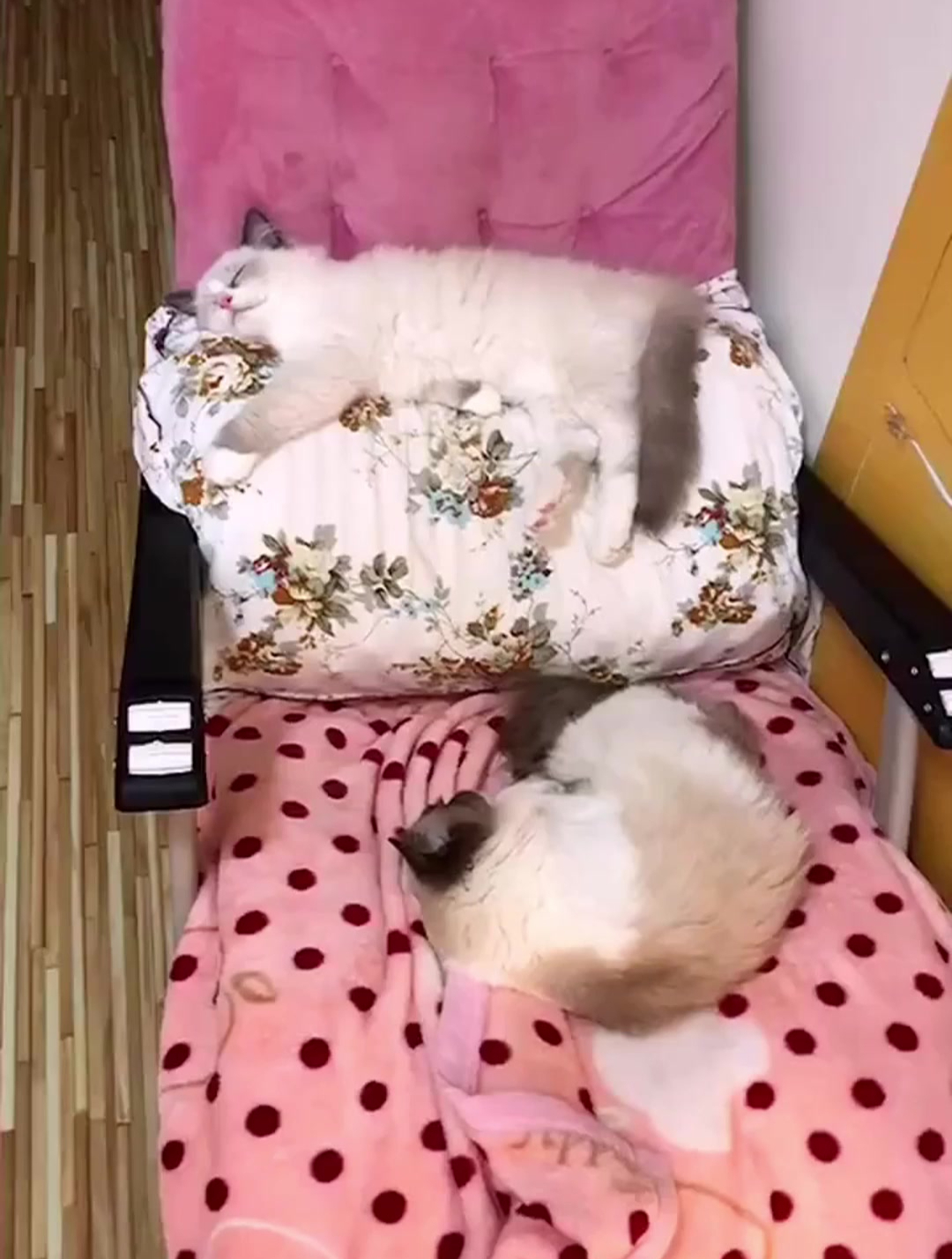 抱着我的小枕头