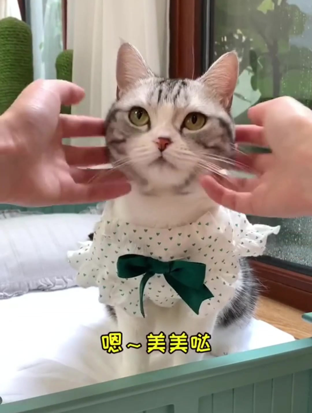 泡芙上班除了吃就是睡,我想和猫老板互换下!