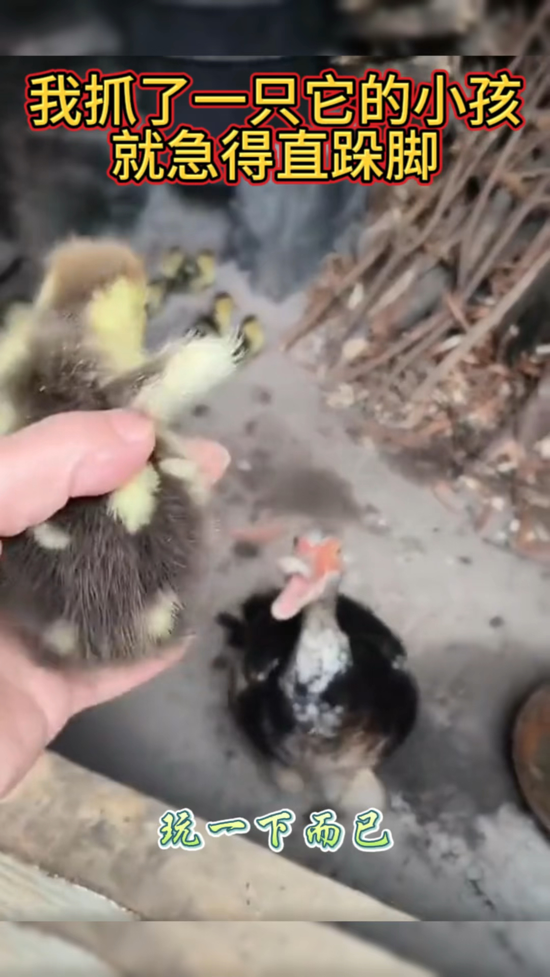 #萌宠的迷惑行为 #每日趣味新闻 #我的搞笑家庭 #自带搞笑的东北话 鸭子急得直跺脚