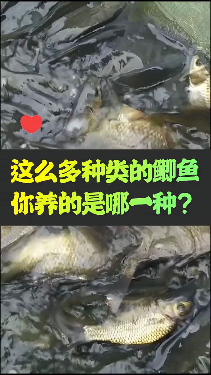 鲫鱼有多少种类