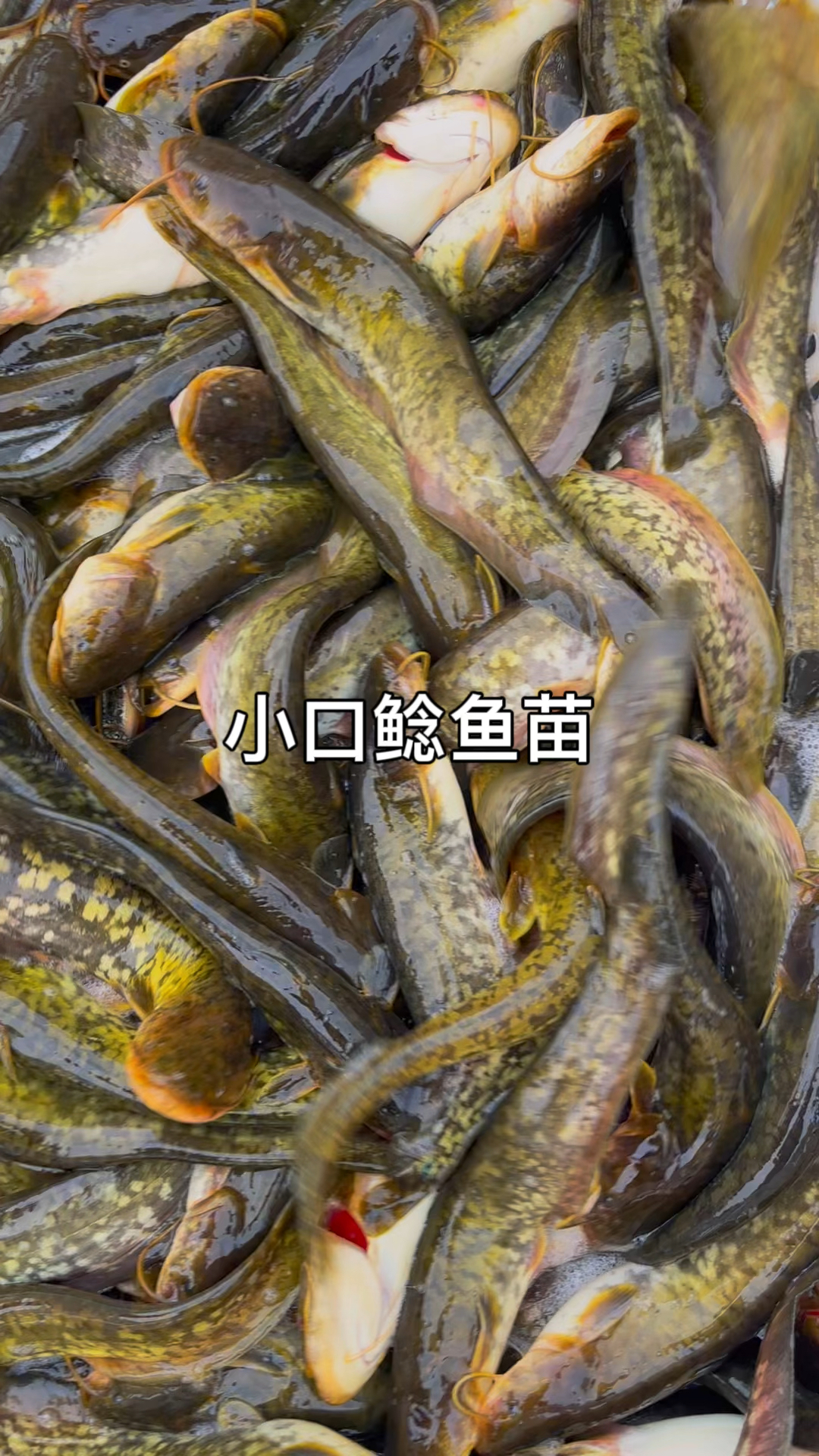 小口鲶鱼苗,鲶鱼苗