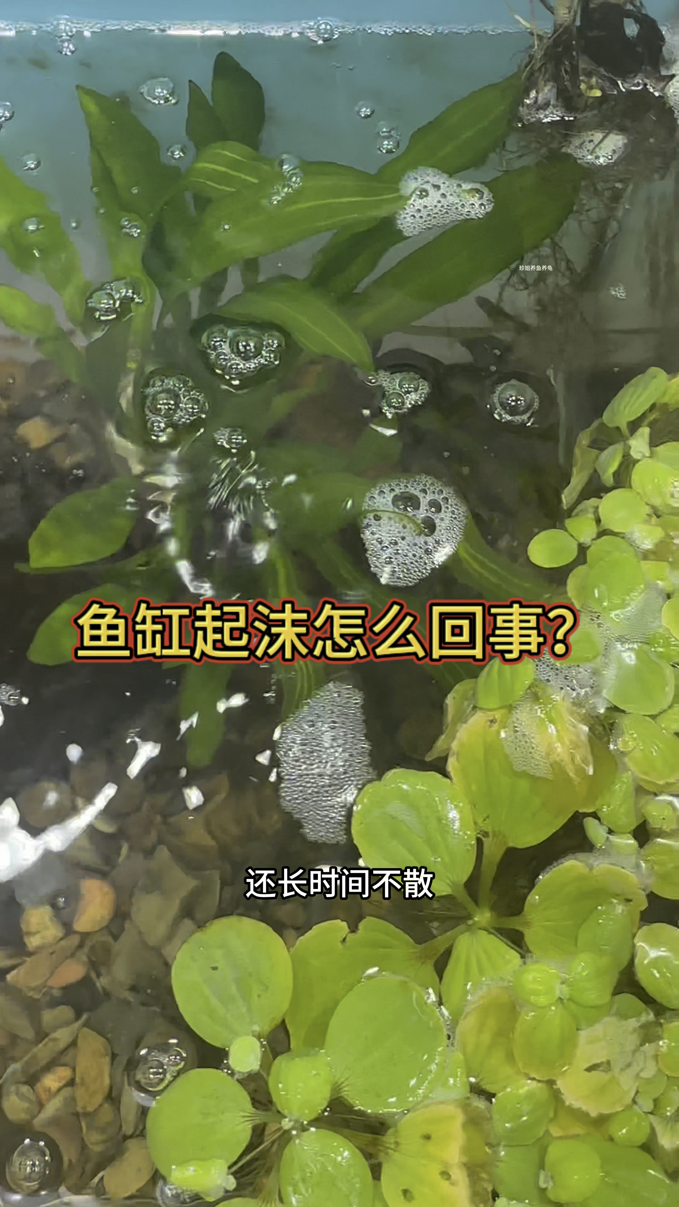 鱼缸起沫怎么回事?#水族 #观赏鱼 #养鱼日志 #鱼缸里的大自然 #鱼