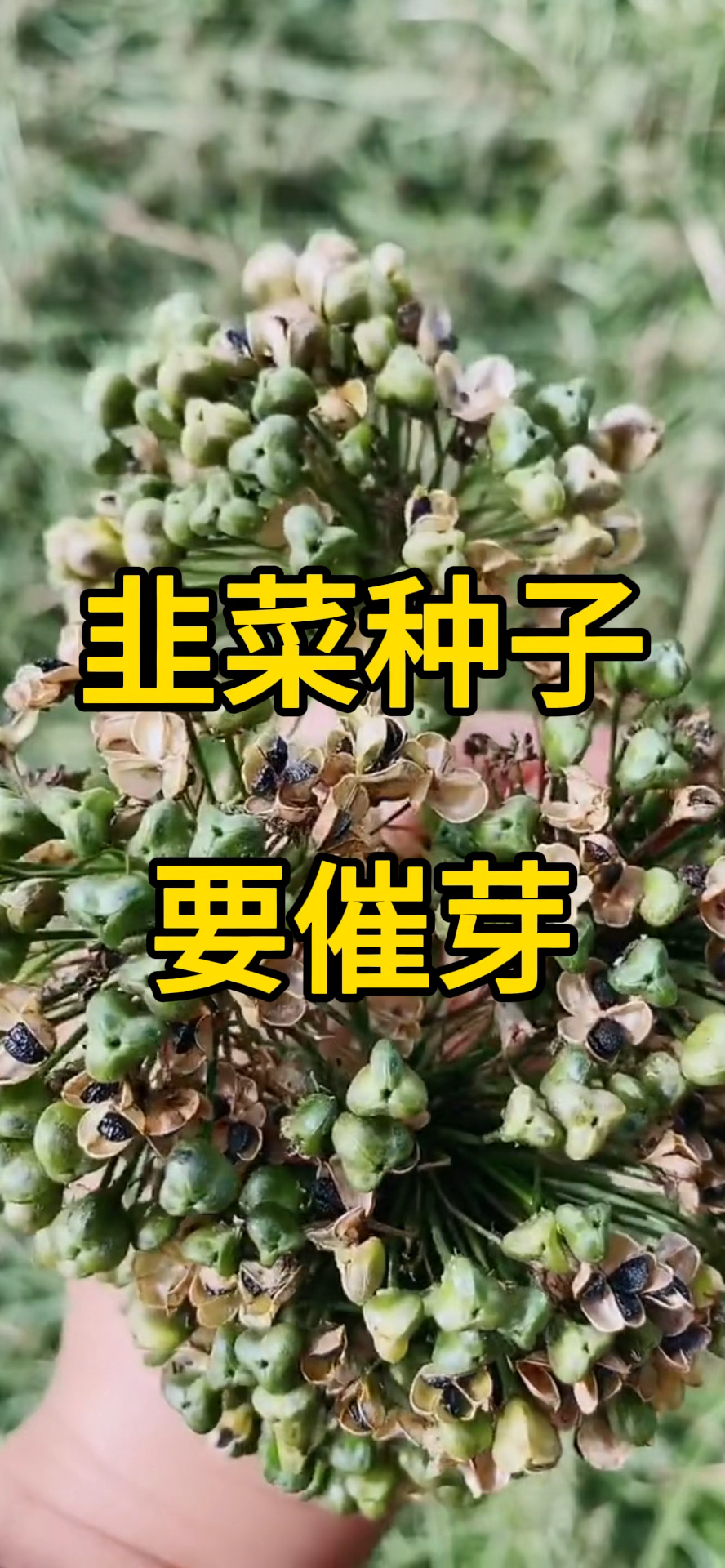 韭菜种子要催芽!