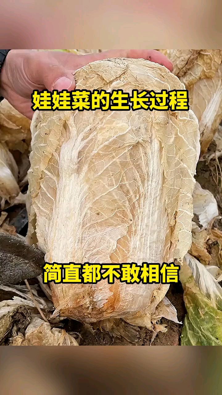 娃娃菜的生长过程简直不敢相信。
