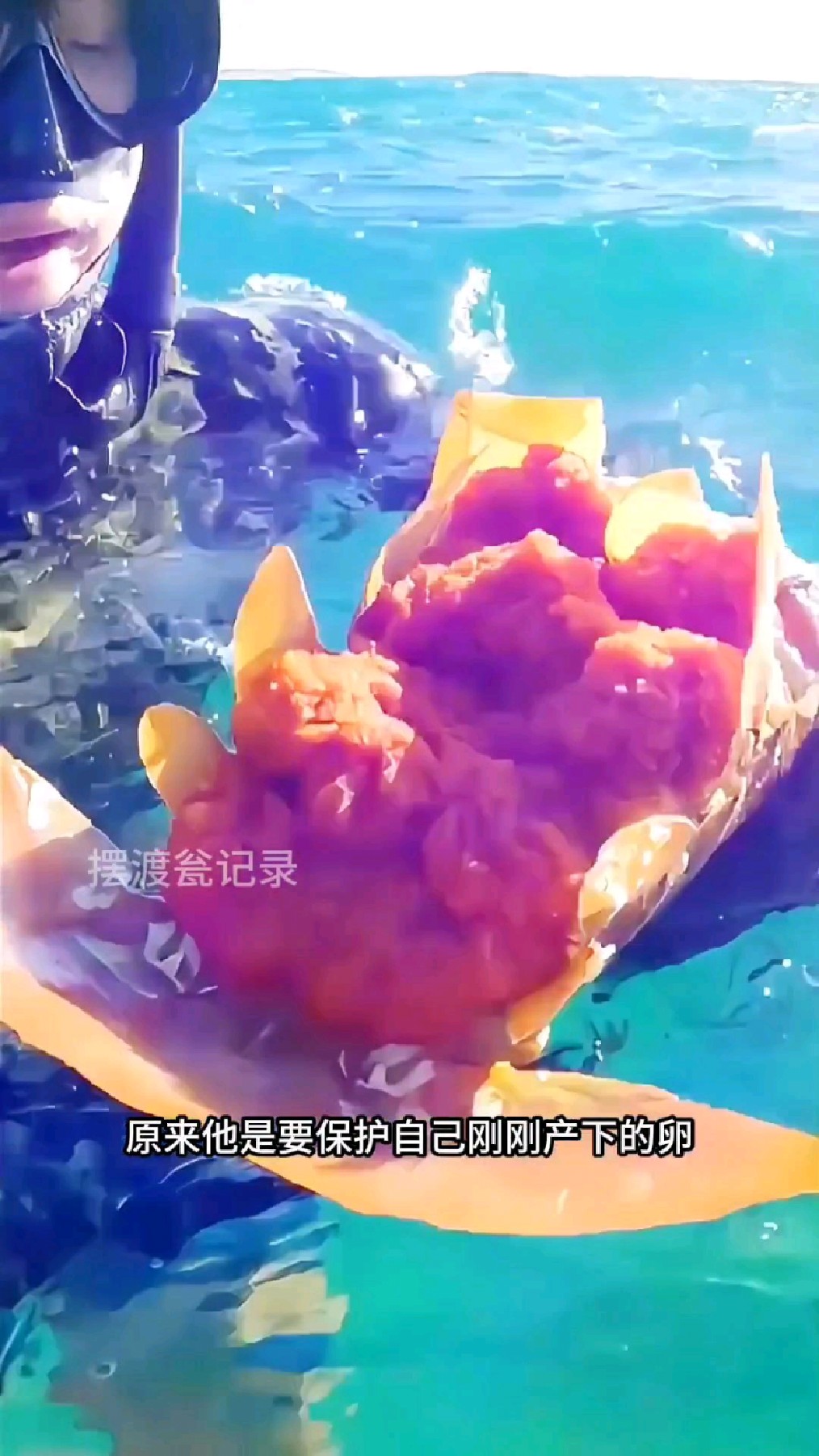 男子捕获到一只产卵的龙虾,最后选择放生