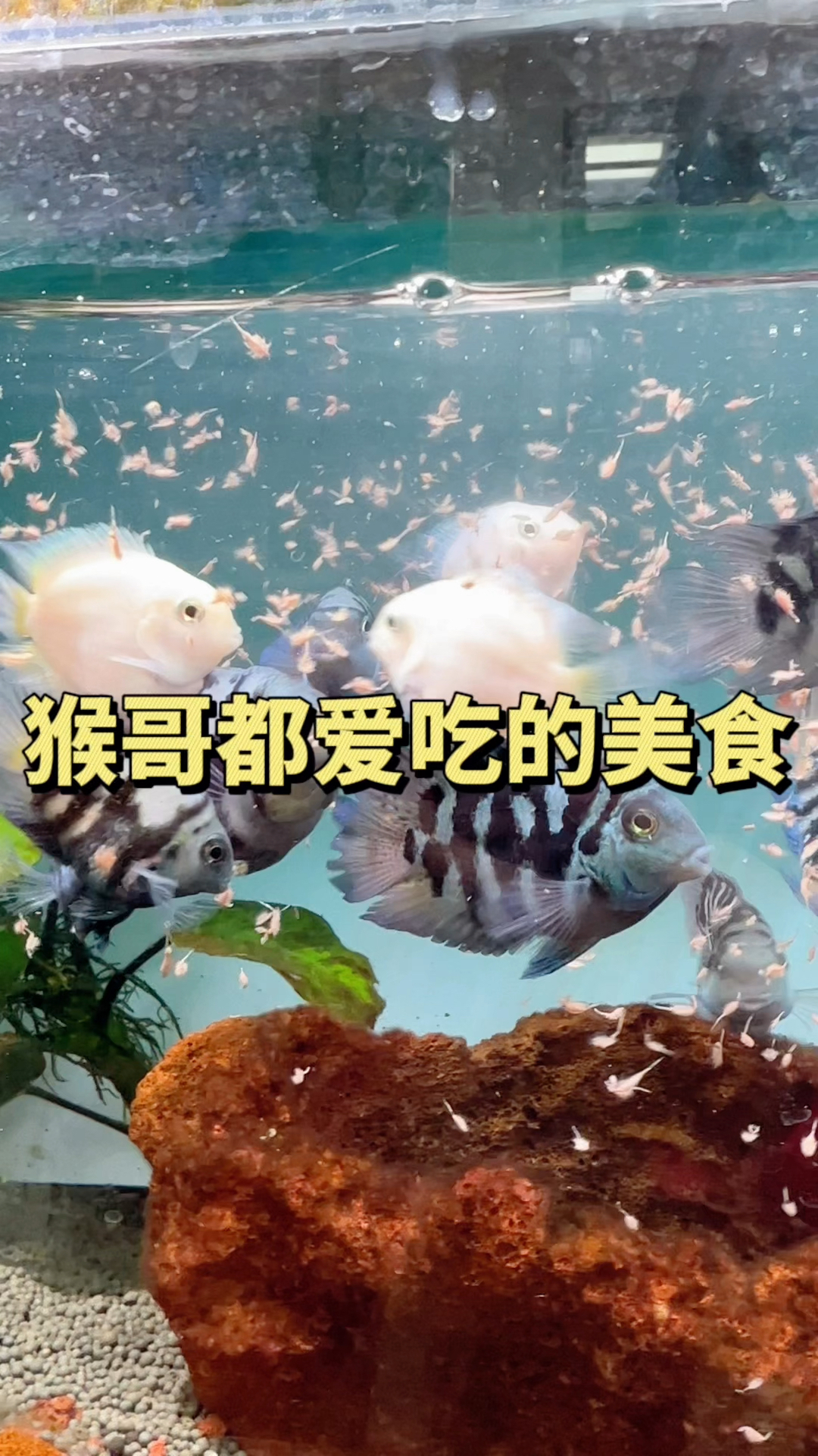猴哥都爱吃的美食,也给你的鱼儿尝尝鲜呗!#水族#丰年虾#观赏鱼