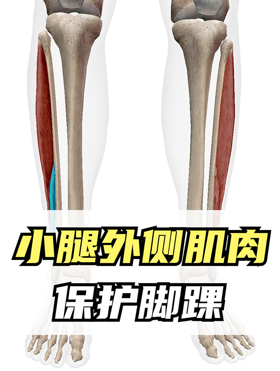 小腿外侧肌群,腓骨长肌保护你的脚踝,避免受伤的风险