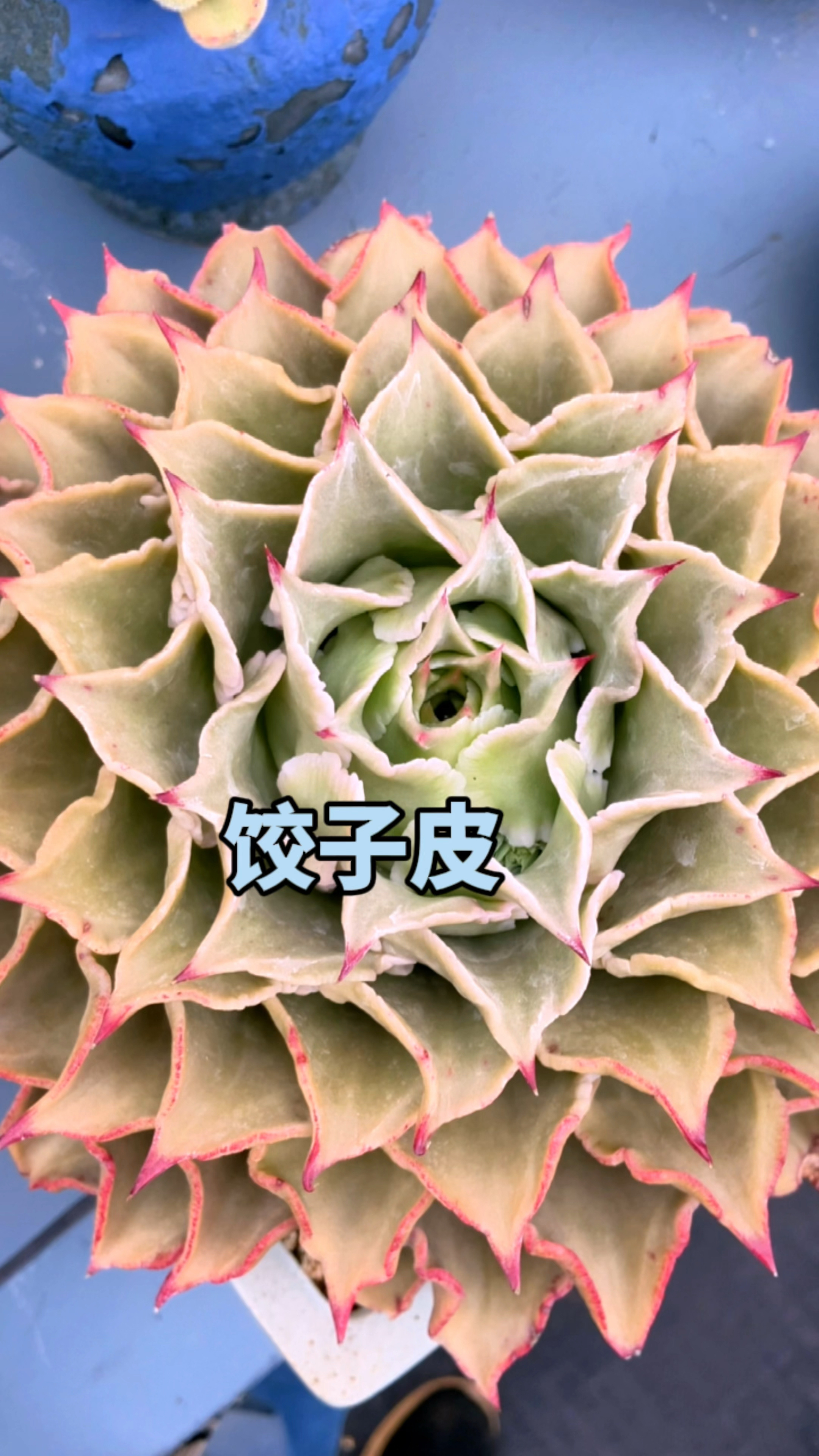 饺子皮多肉怎么养