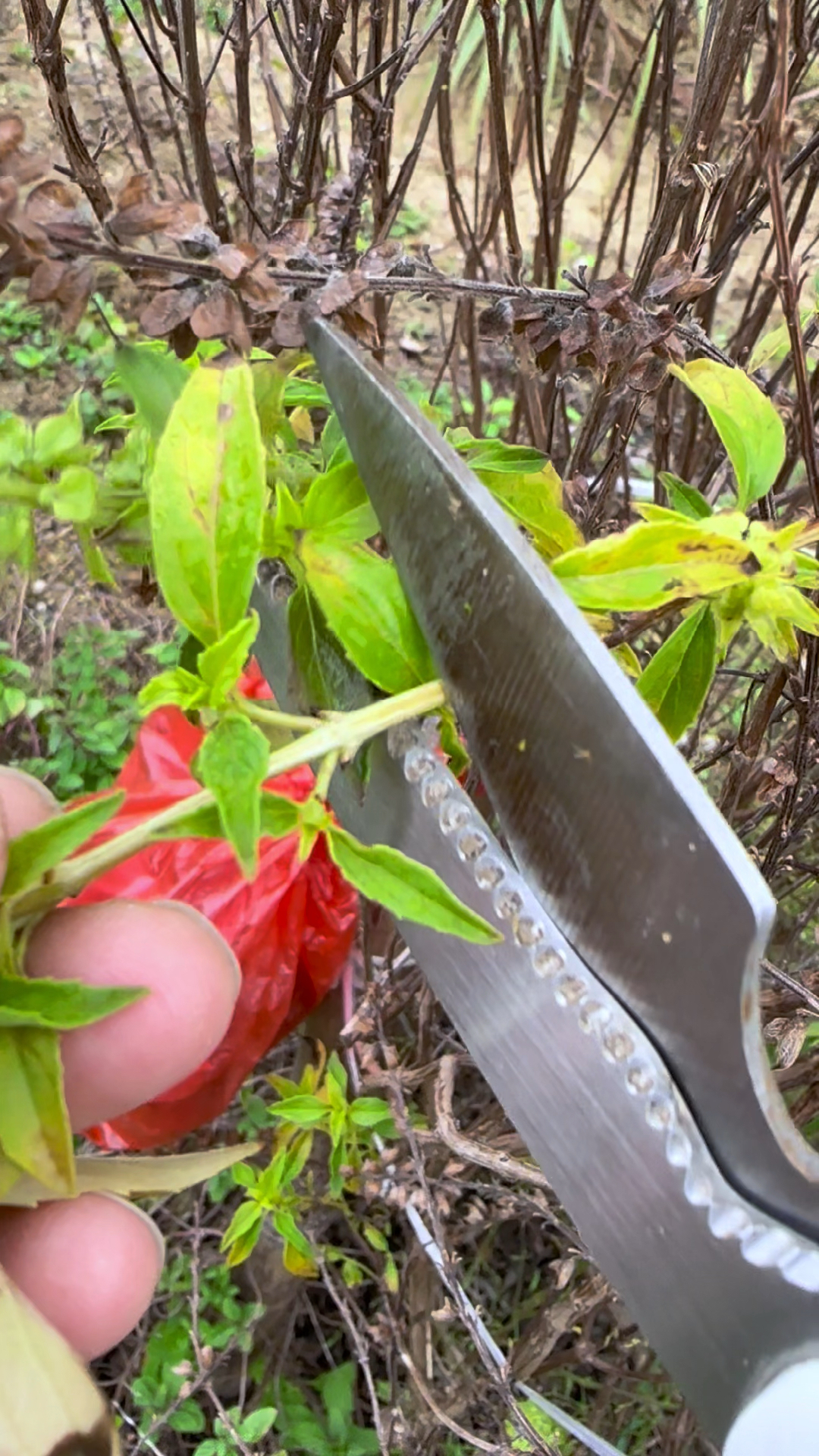 勤劳的农村人采摘九层塔