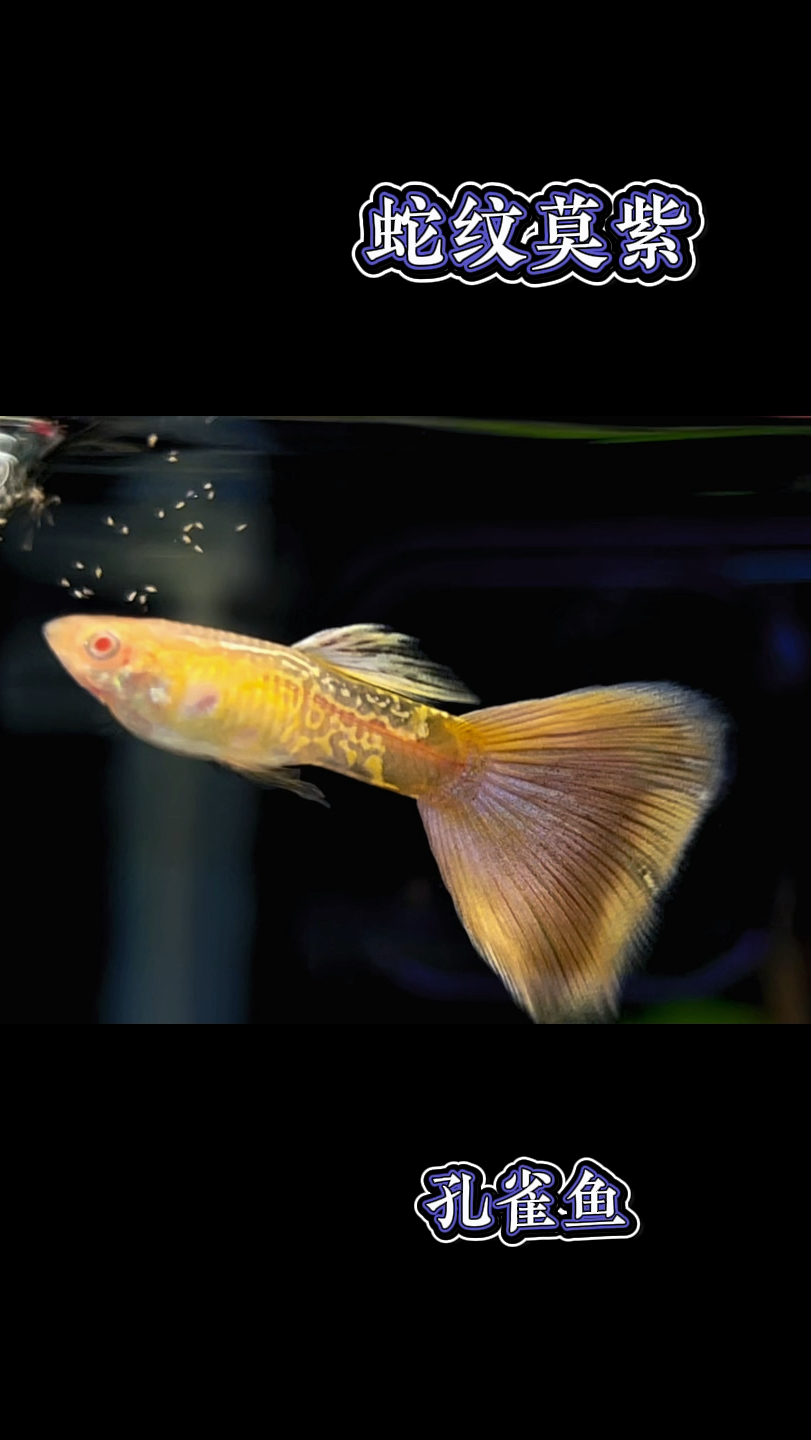 最近我的新宠色系孔雀鱼,腰身纹路清晰,尾巴梦幻感十足