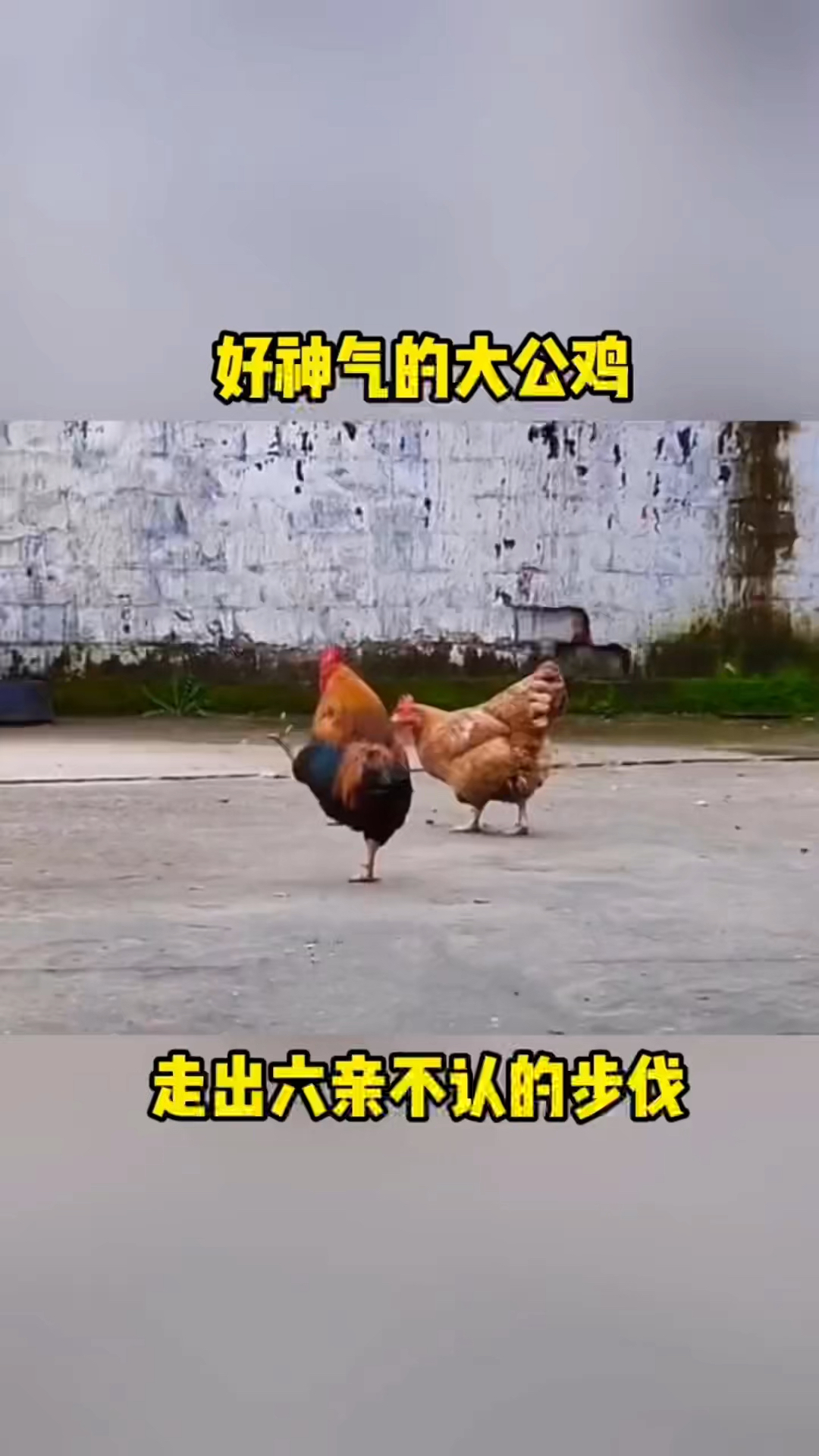 好神气的大公鸡,过年回家我也这么走!