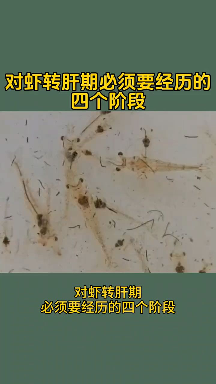 对虾转肝期必须要经历的四个阶段