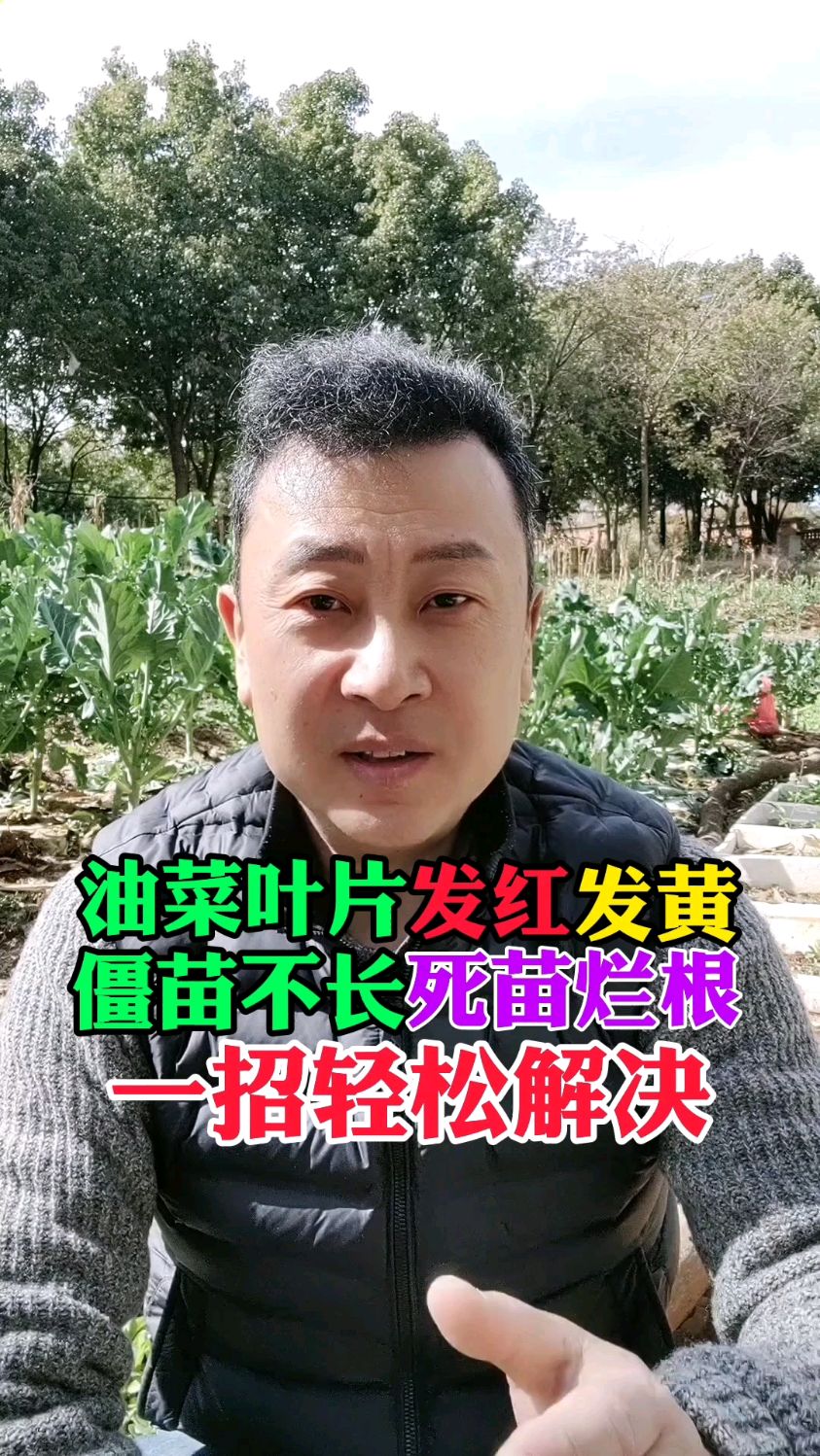 油菜叶片发红发黄,僵苗不长,死苗烂根,不用怕,用这一招轻松解决
