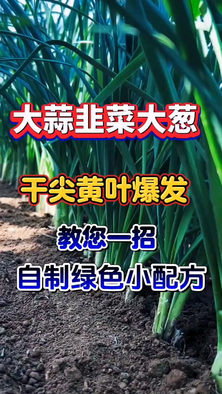 农业种植 大蒜韭菜大葱,干尖黄叶爆发教程。