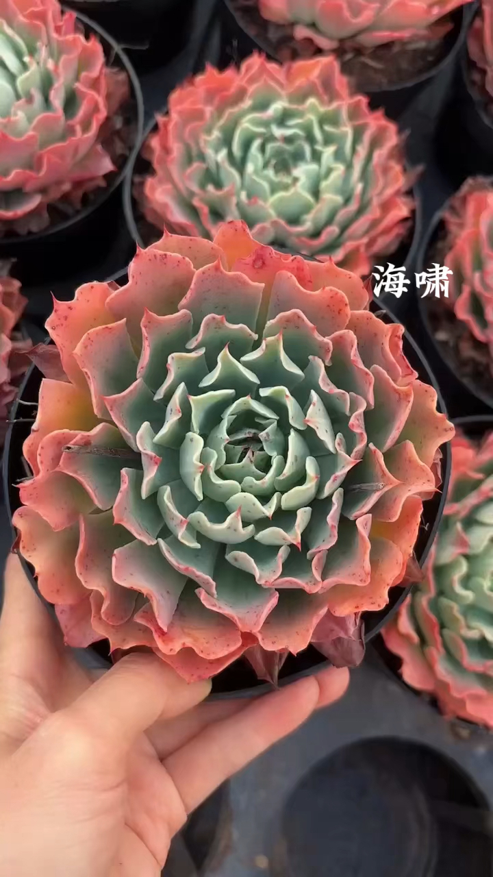 海啸,卷叶多肉里面长的秀气的