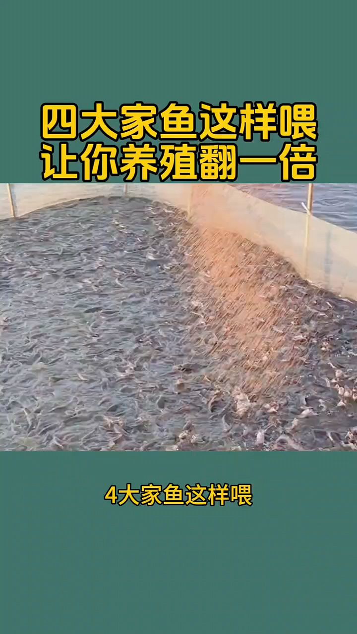 四大家鱼这样为让你养殖收益翻一倍