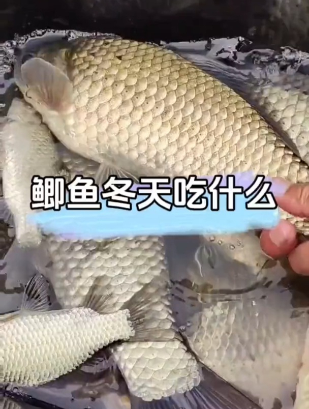 鲫鱼冬天吃什么?怎么选饵?看完明白了!