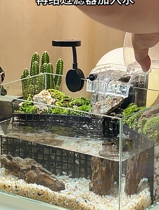 打造绝美鱼缸造景,让你的鱼儿生活更加绚丽多彩!