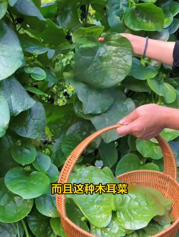阳台小就种“猪耳菜”,叶子大如盘,爬藤生长种一次吃一年!