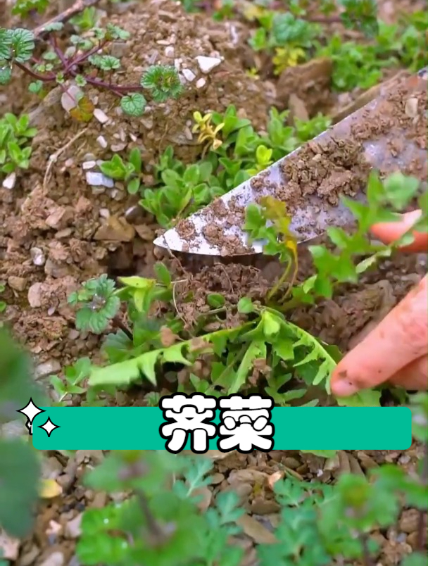 植物科普:农村常见植物荠菜,在你的家乡有吗?