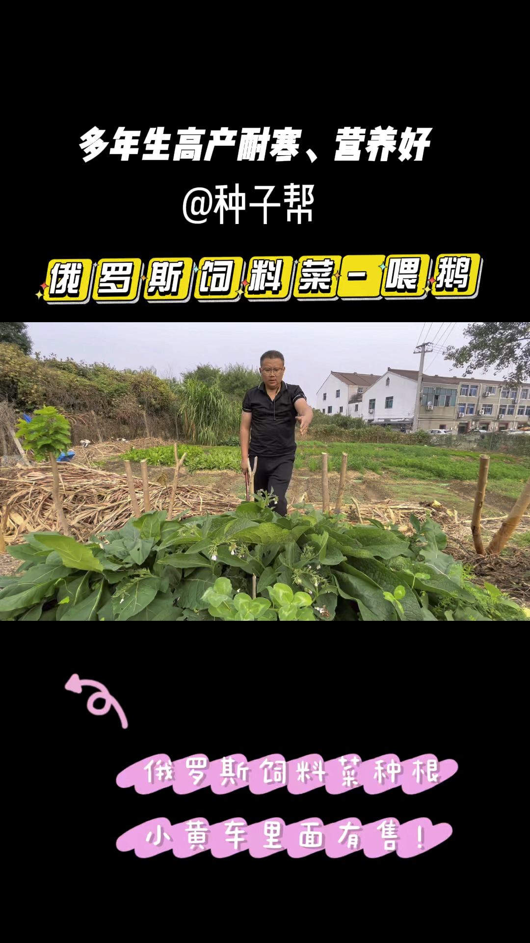 喂鹅种什么草?俄罗斯饲料菜到底鹅吃不吃?今天就来试一下,营养均衡,种一次管十几年