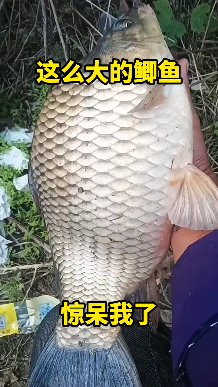 第一次见这大鲫鱼