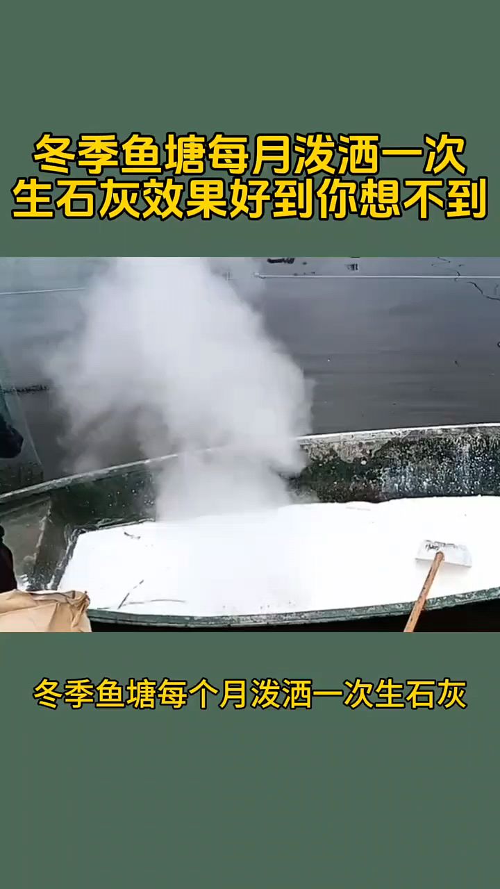 冬季鱼塘每月泼洒一次生石灰,效果好到你想不到
