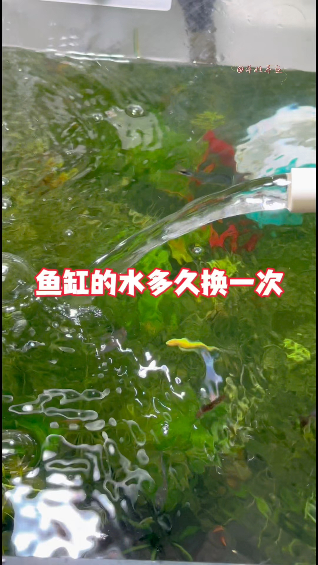 鱼缸的水多久换一次#水族 #鱼缸里的大自然 #养鱼日记