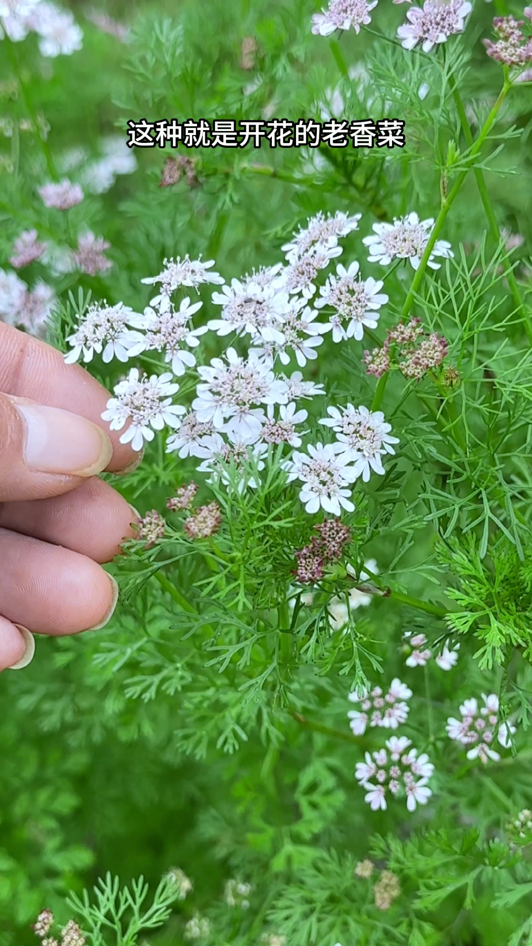 村民采摘香菜花朵,农村菜园常种的植物,你认识吗?