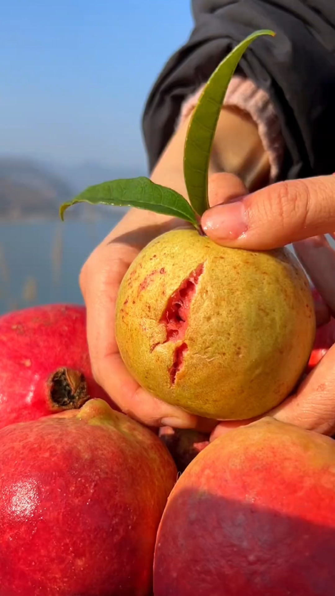 这种水果有浓郁的草莓味,维C含量很高热量很低,非常的软糯香甜,你认识它吗?说说看