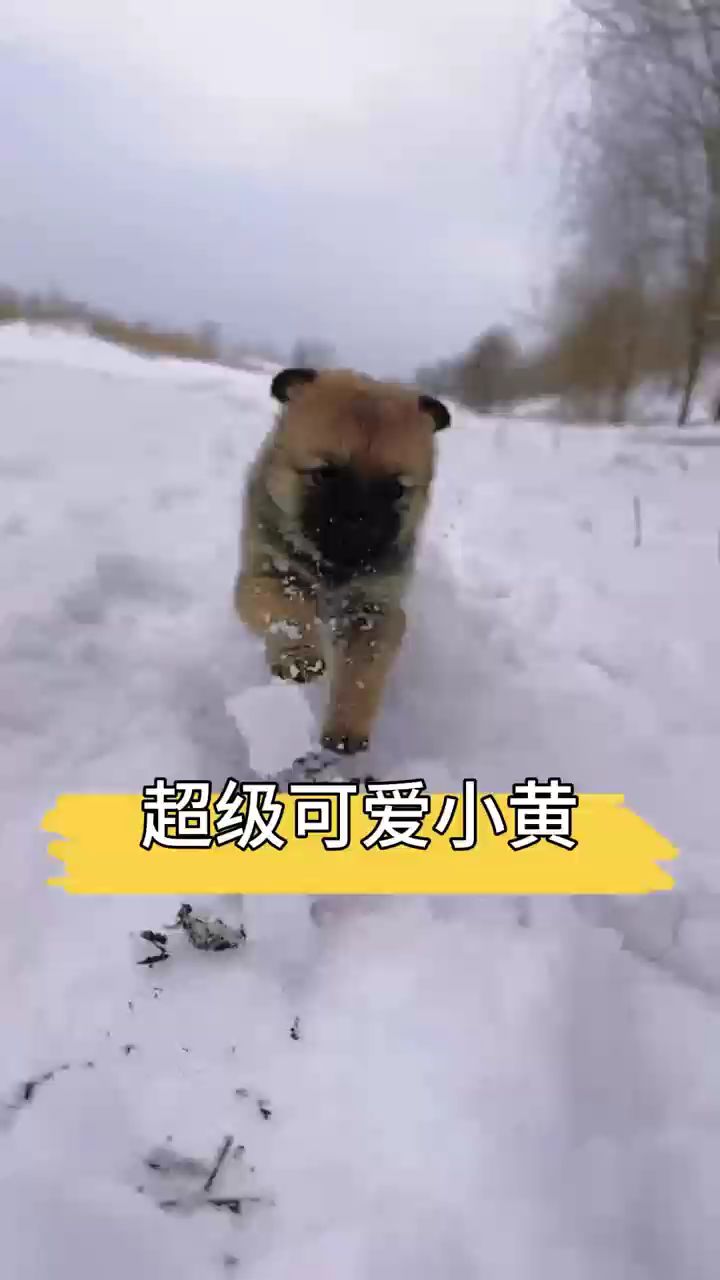 超级可爱小黄狗