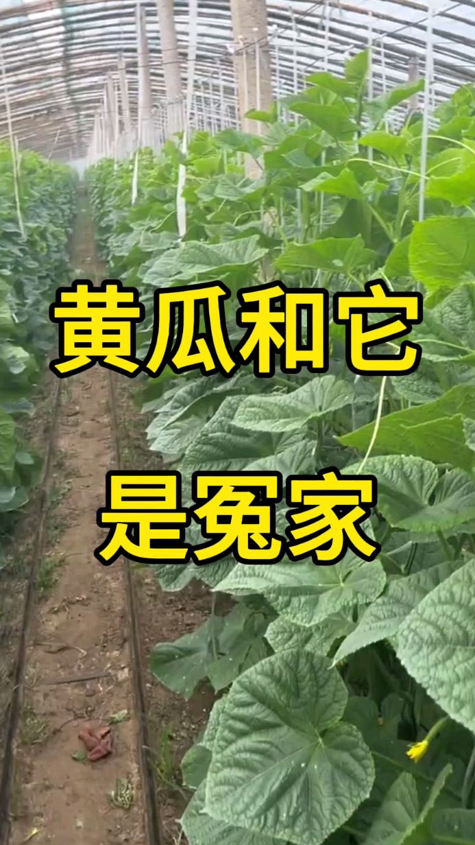 黄瓜和它是冤家!