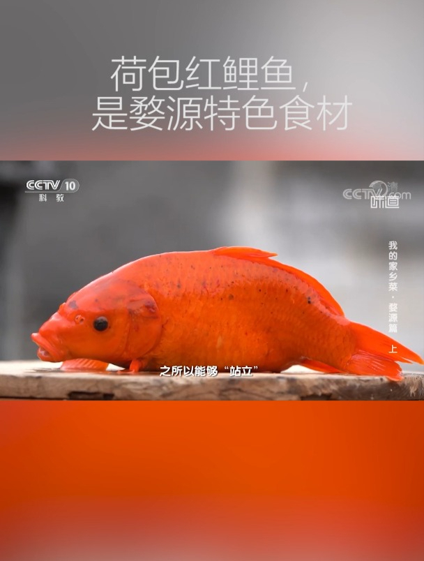 色泽鲜红,荷包红鲤鱼是婺源特色食材,用它能烹制什么美味